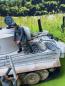 ASIATAM Deutsche Figur 1:16 handbemalt